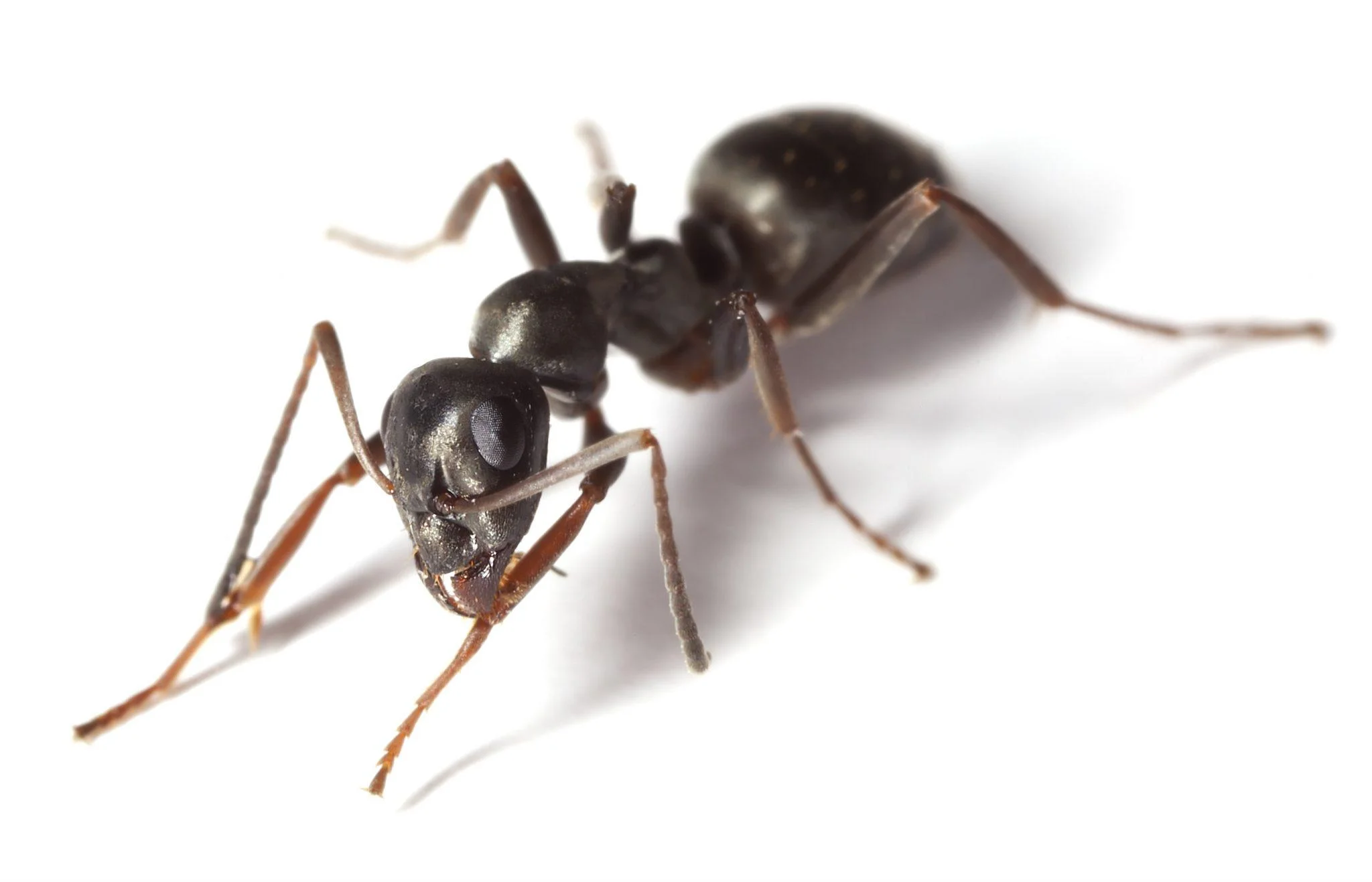How Much Ant Live