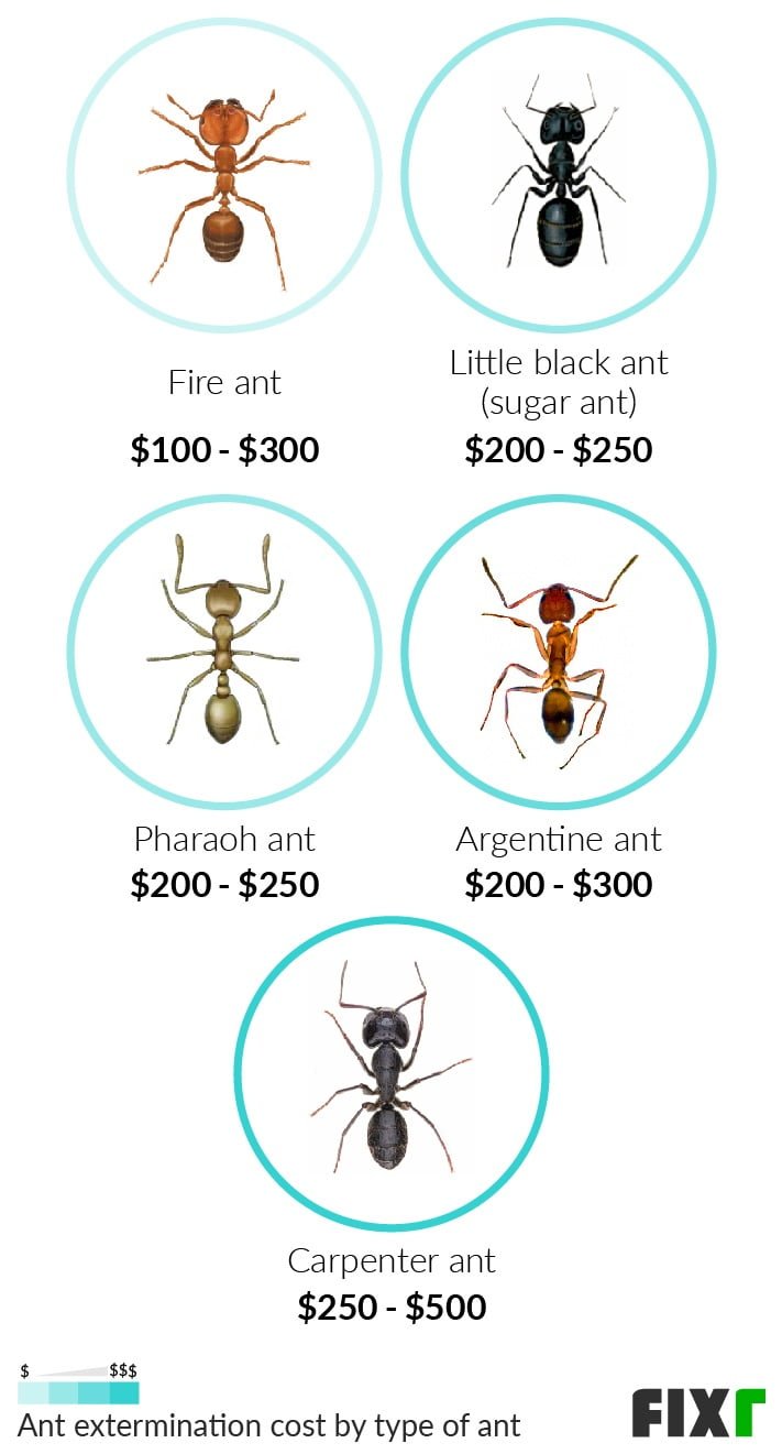 How Much Does Ant Extermination Cost
