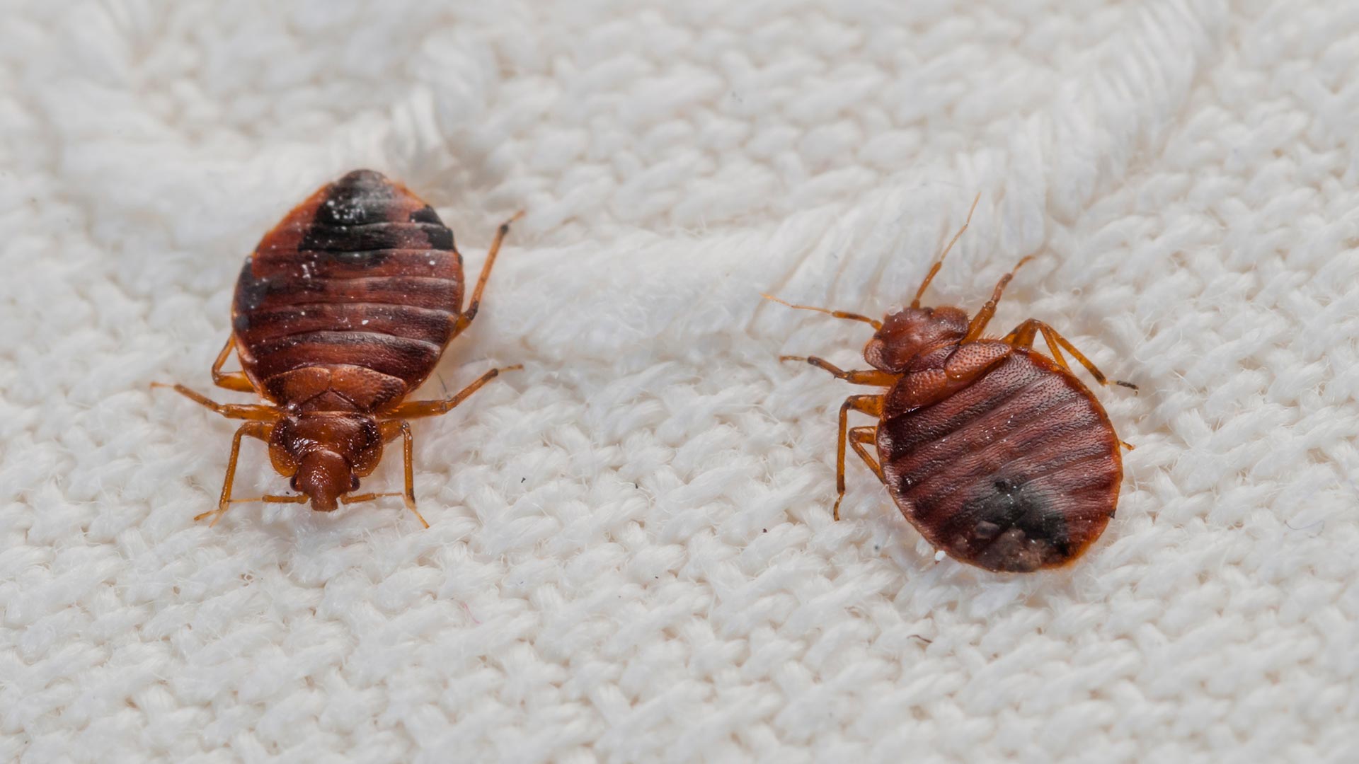 How Much Does It Cost to Spray for Bed Bugs?