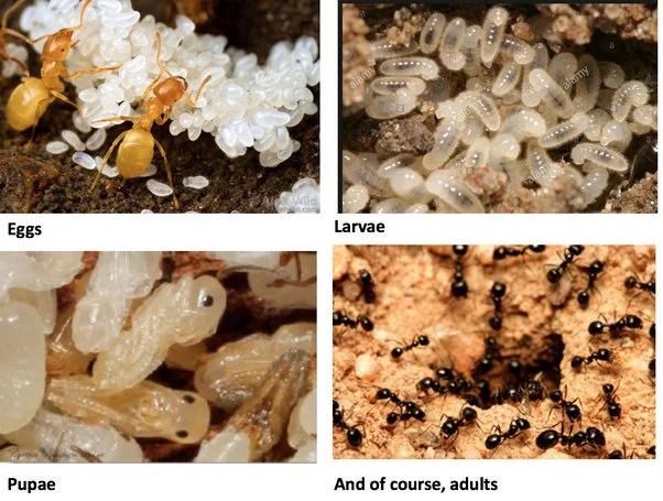 how often do ant lay eggs How Often Do Ant Lay Eggs