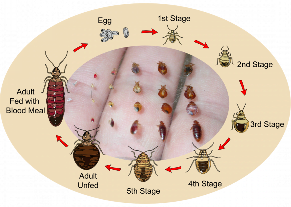 How Soon After Hatching Do Bed Bugs Need to Feed?