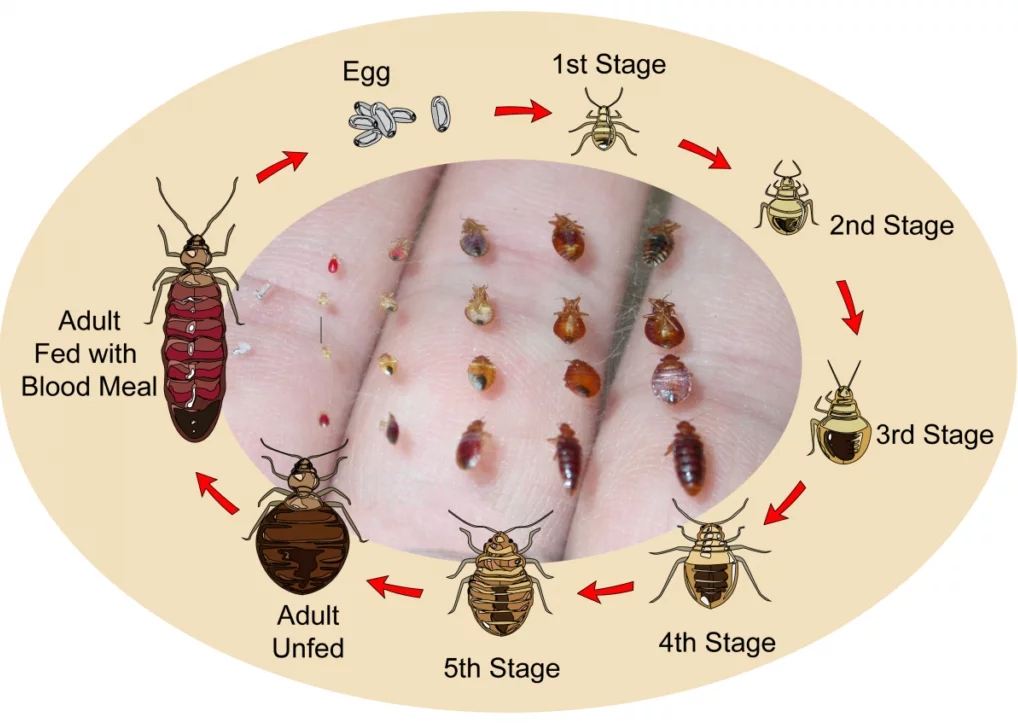 how soon after hatching do bed bugs need to feed How Soon After Hatching Do Bed Bugs Need to Feed?