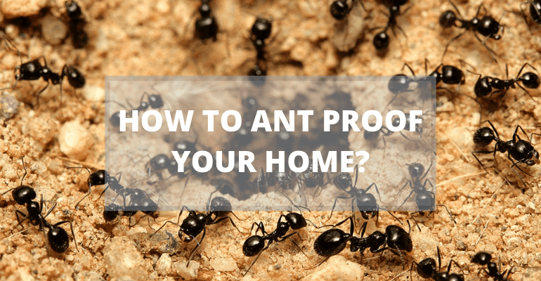 How to Ant Proof Your House