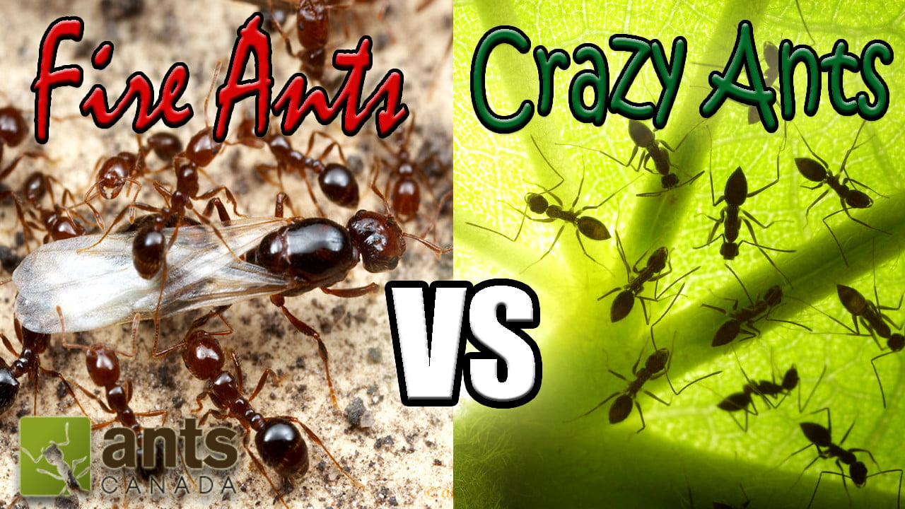 How to Ant Reproduce