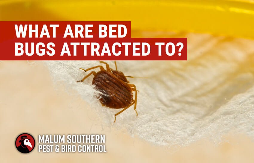 How to Attract Bed Bugs to One Spot?