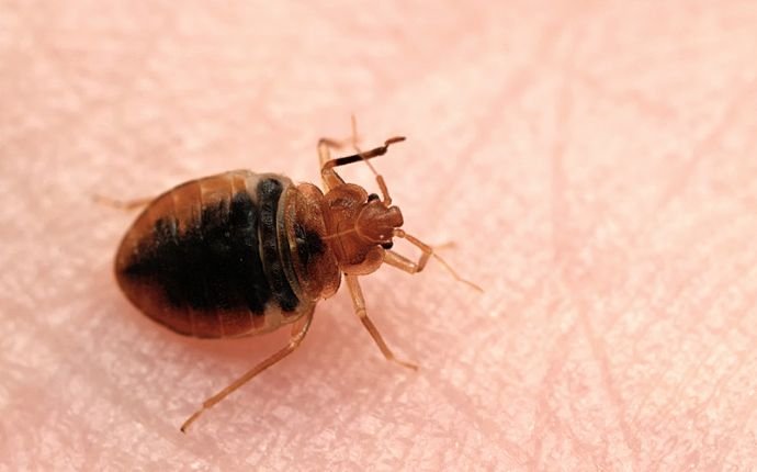 How to Attract Bed Bugs?