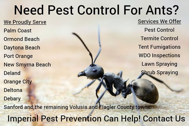 How to Avoid Ant Bites