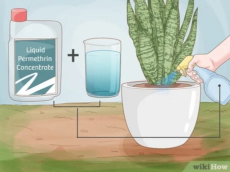How to Avoid Ants in Plants