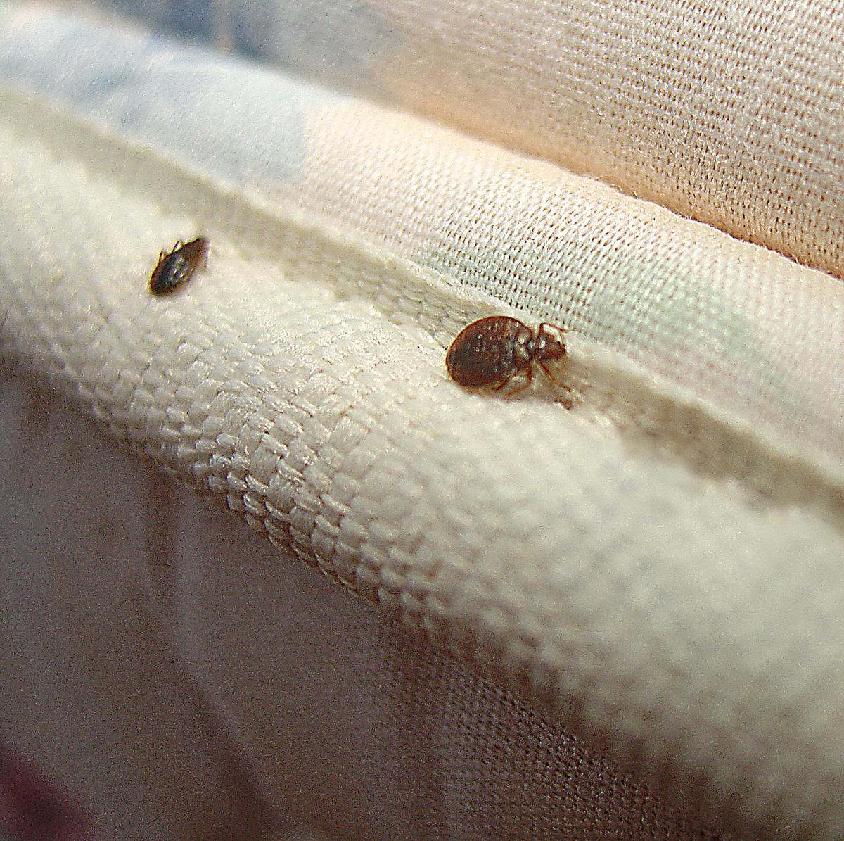 How to Avoid Bringing Bed Bugs When Moving