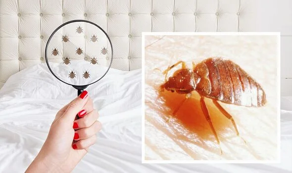 how to clean bed bugs from bed How to Clean Bed Bugs from Bed?