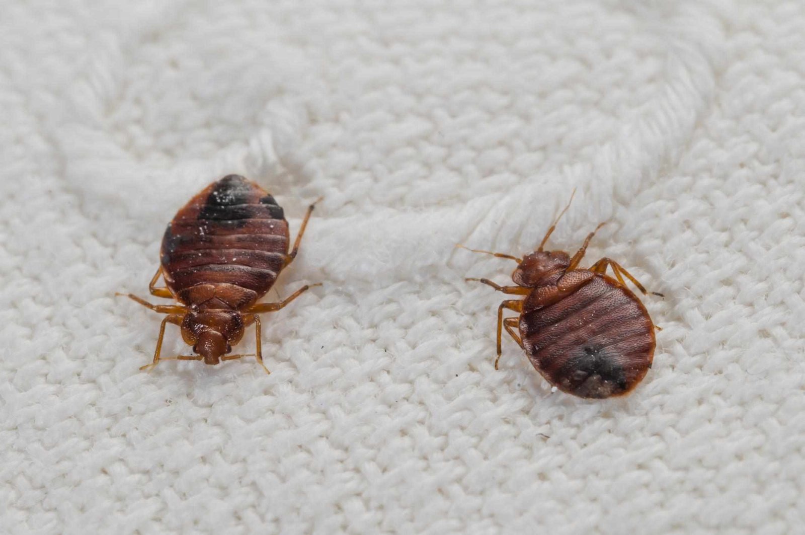 how to clean boots after bed bugs How to Clean Boots After Bed Bugs?
