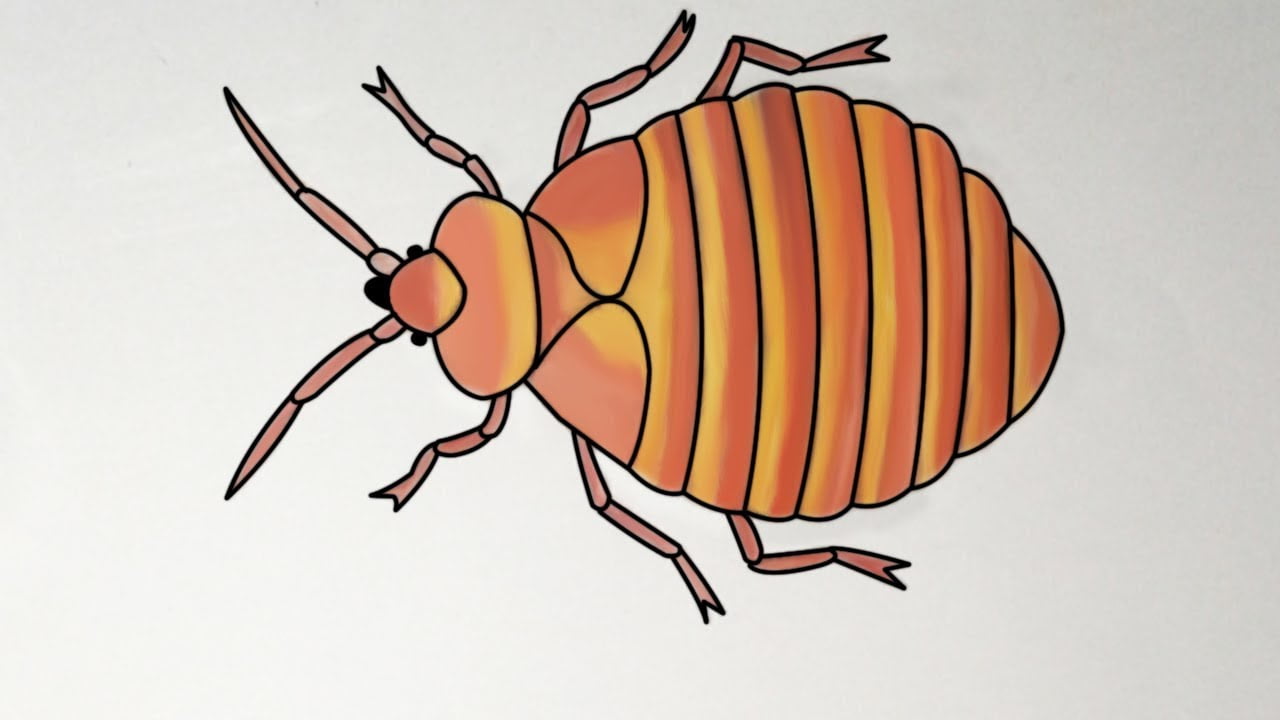 How to Draw Bed Bugs Out?
