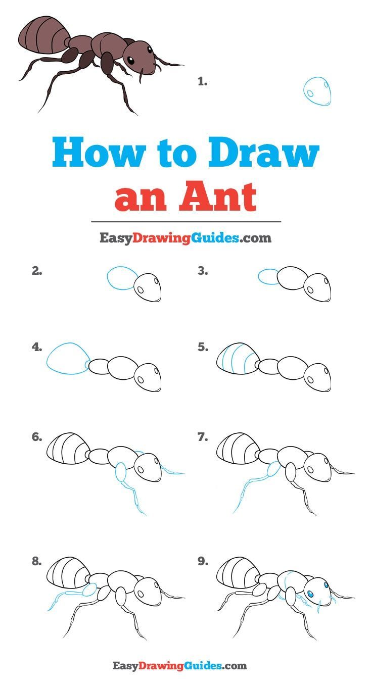 How to Draw Simple Ant Step by Step