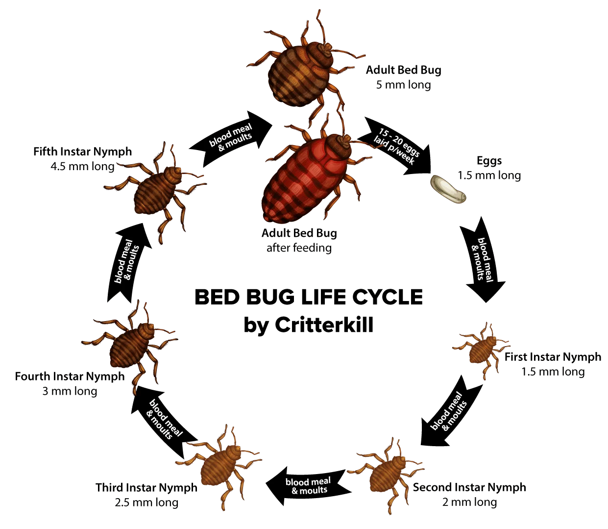 How to Eliminate Bed Bugs Uk?