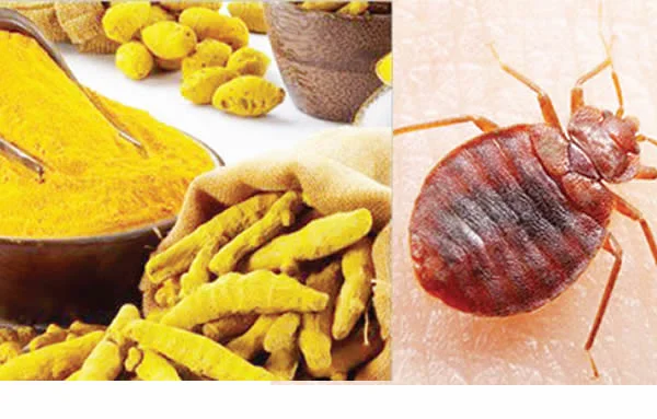 How to Eradicate Bed Bugs in Nigeria?