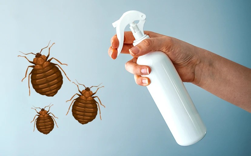 How to Fight Bed Bugs?