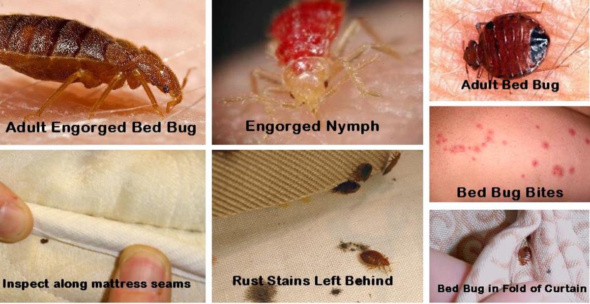 How to Find Bed Bugs at Night?