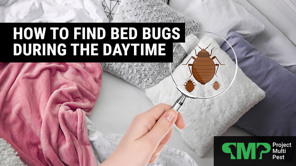 How to Find Bed Bugs During the Day?