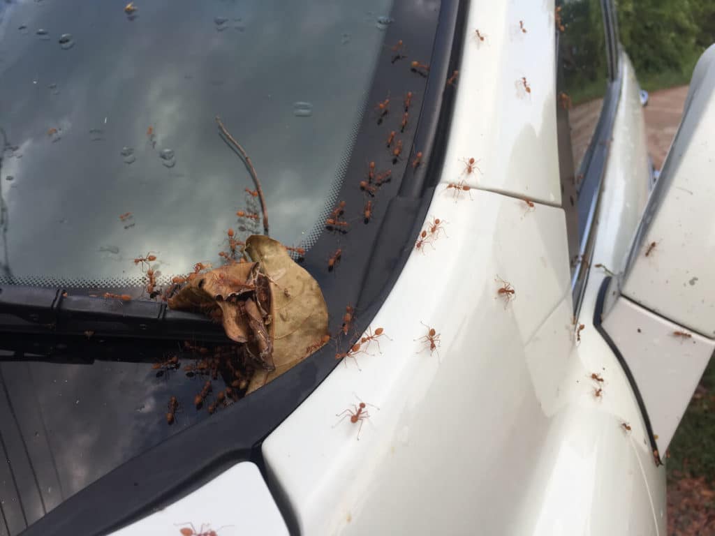 How to Fix Ant Infestation in Car