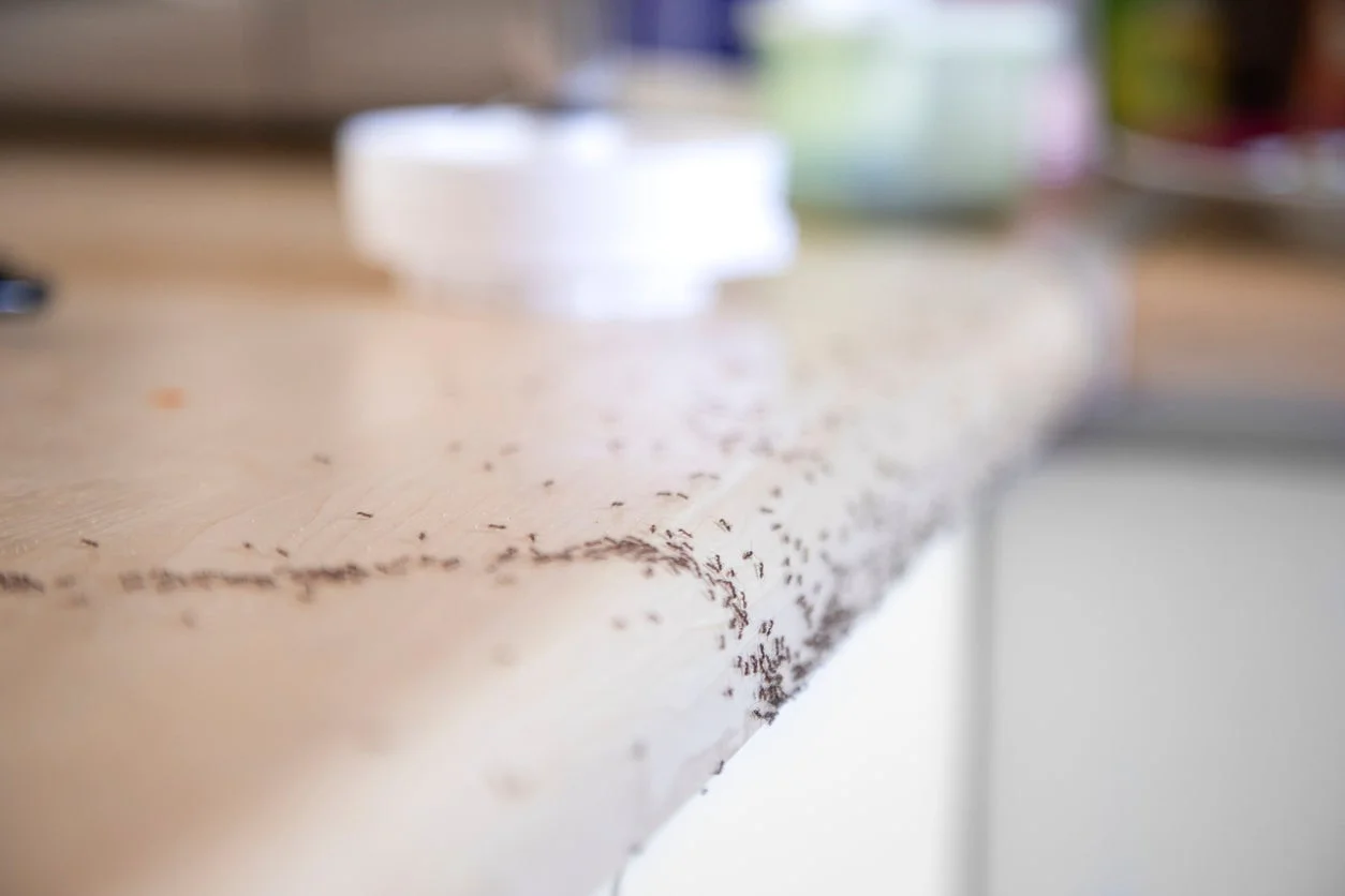 How to Fix Ant Problem in Kitchen