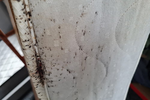 How to Get Bed Bugs Out of Hiding?