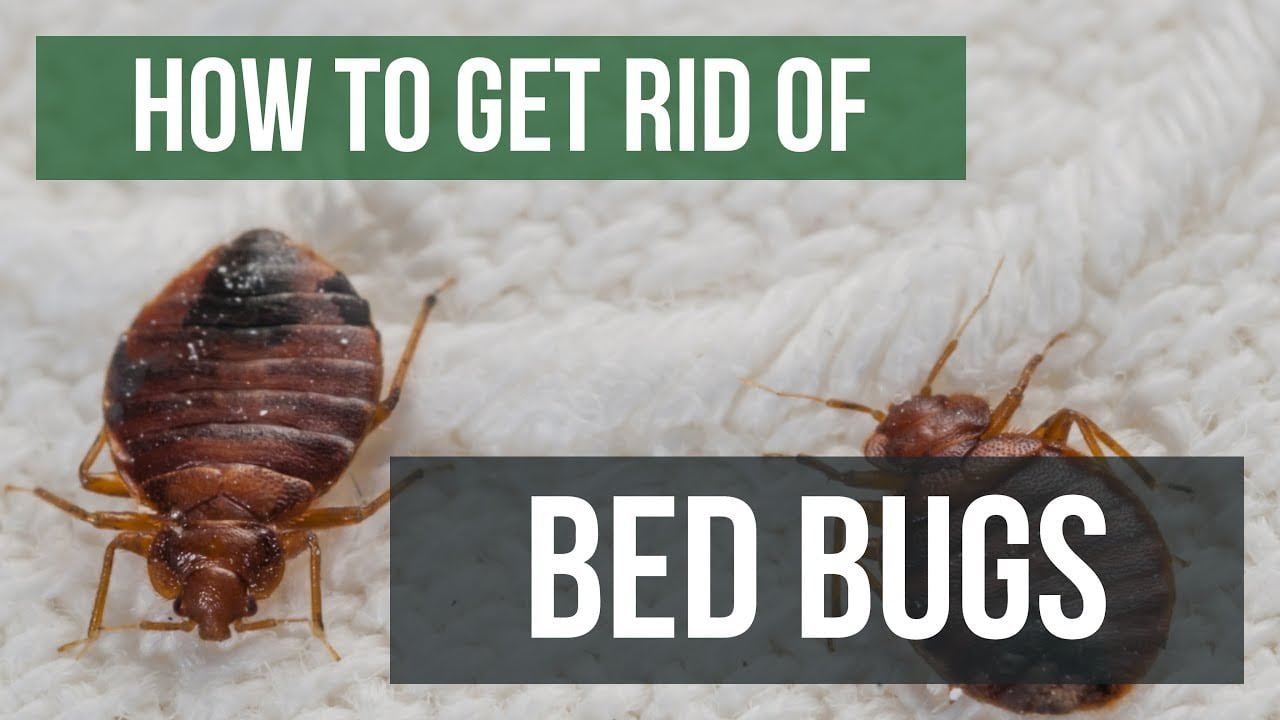 How to Get Rid of Bed Bugs Fastest Way
