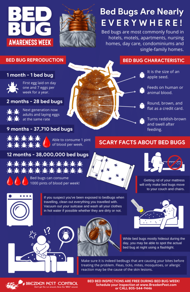 How to Get Rid of Bed Bugs for the Night?