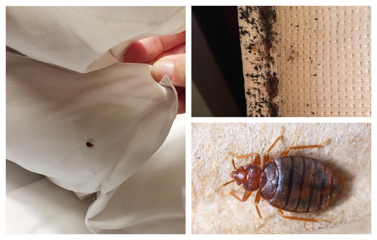 How to Get Rid of Bed Bugs on Sheets?