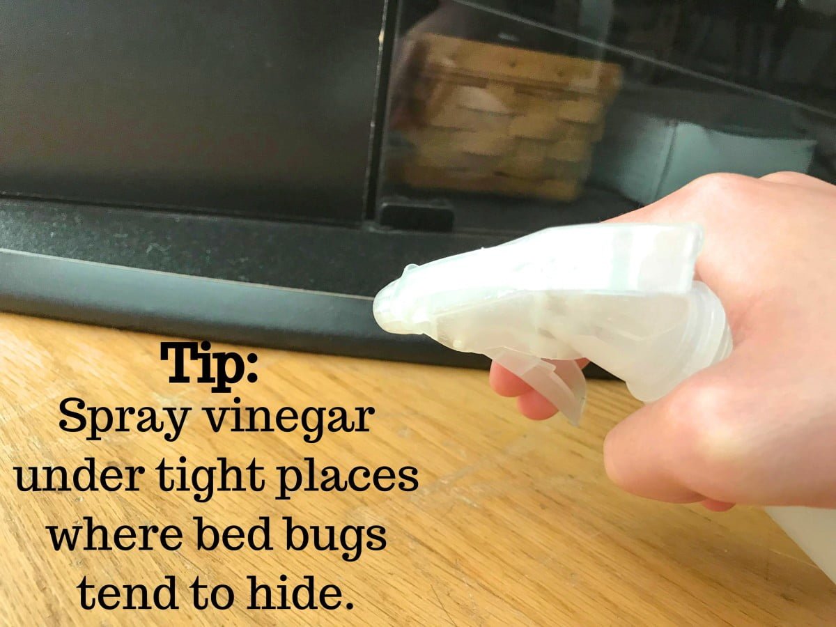 How To Get Rid Of Bed Bugs With Vinegar 