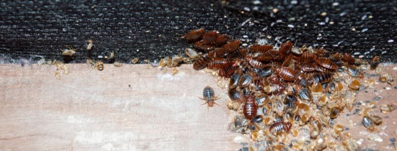 How to Get Rid of Bed Bugs Without Spraying?