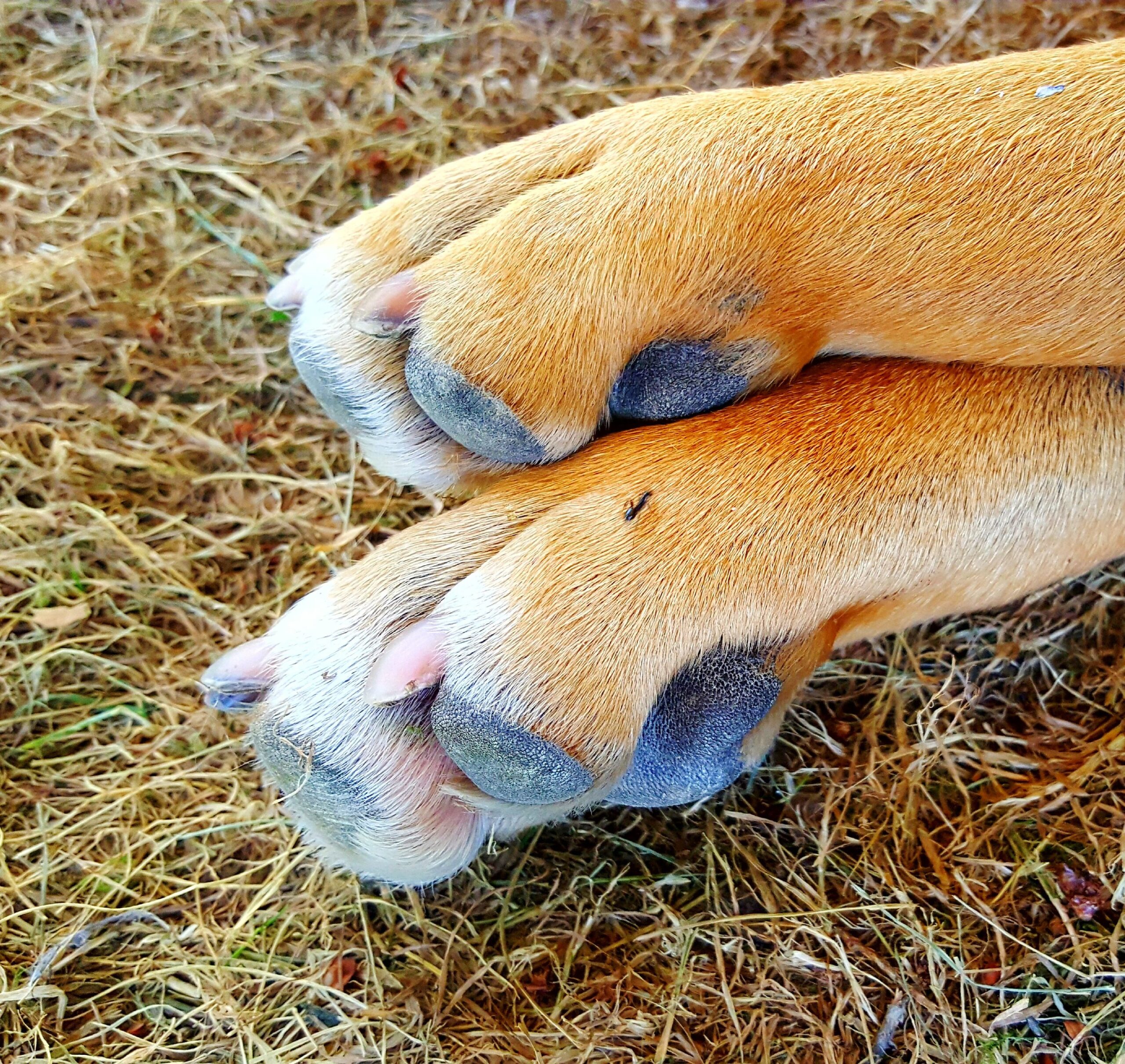 How to Help Ant Bites on Dogs