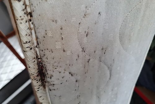 how to hide from bed bugs How to Hide from Bed Bugs?