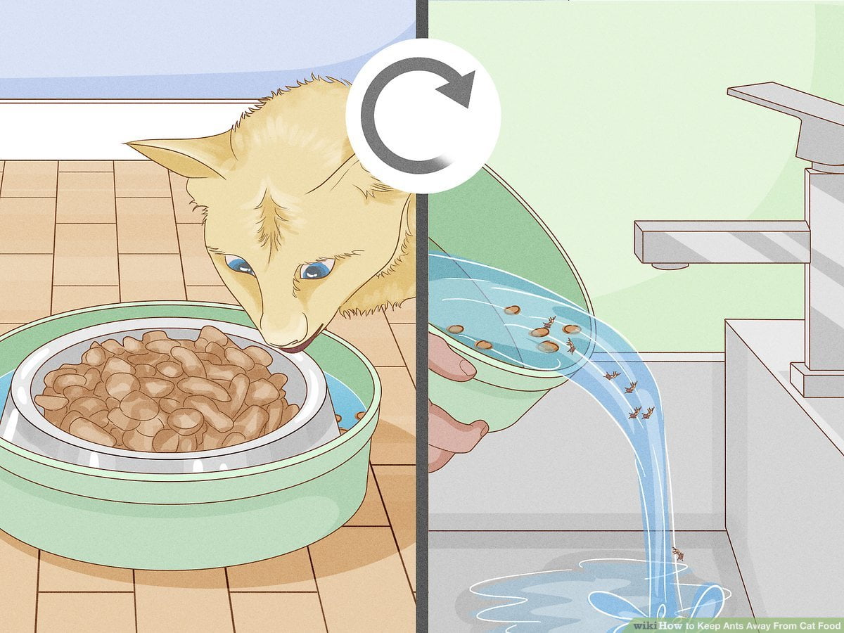 How to Keep Ants Away from Cat Food