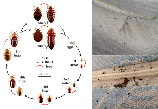 How to Keep Bed Bugs Out?