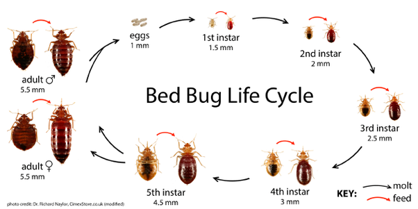 How to Make Sure Bed Bugs are Gone