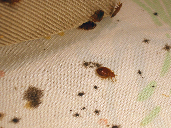 How to Not Get Bed Bugs