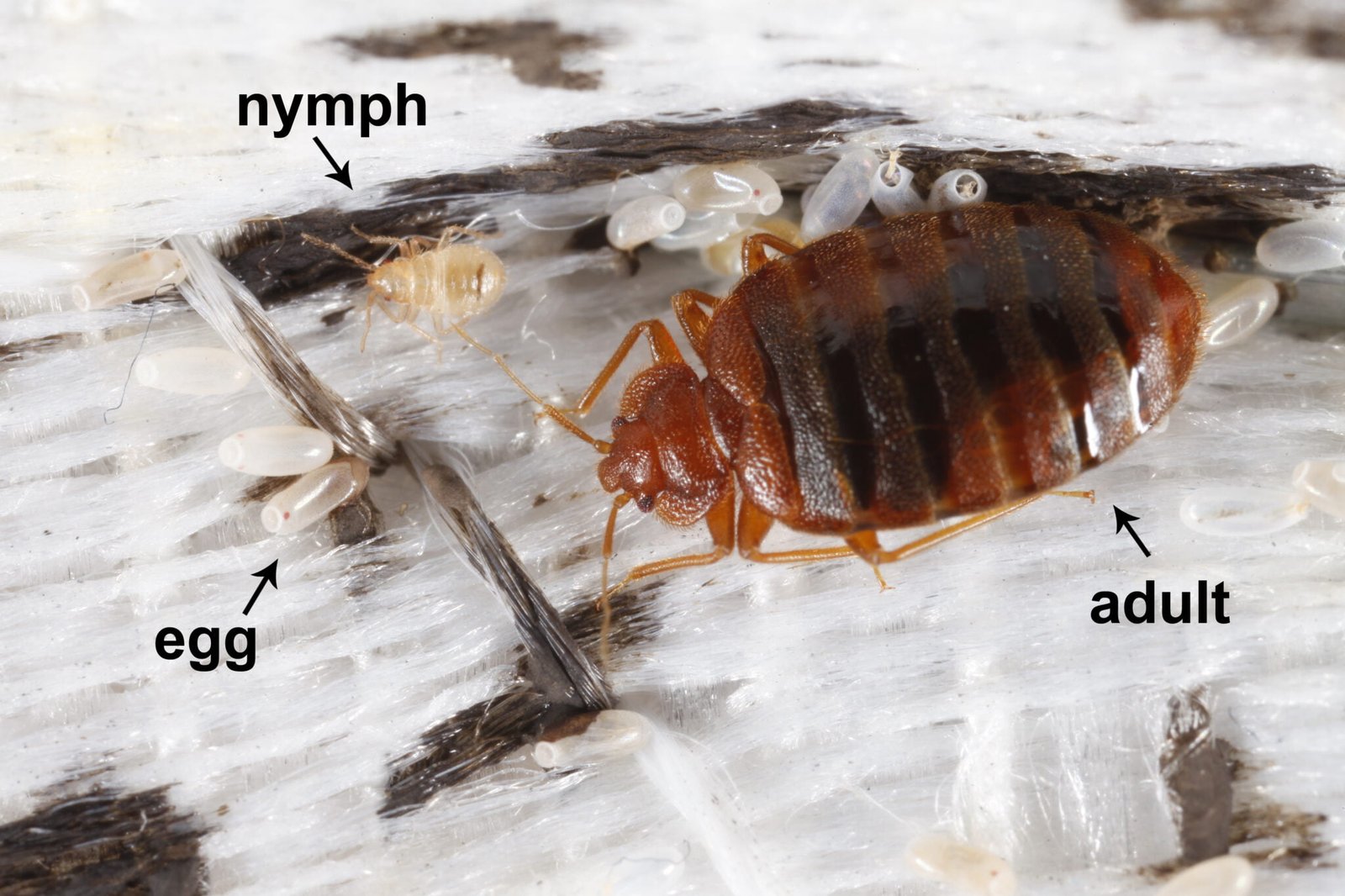 Photo inspiration: Picture Idea: How To Prevent Bed Bugs From Getting Into Your Apartment