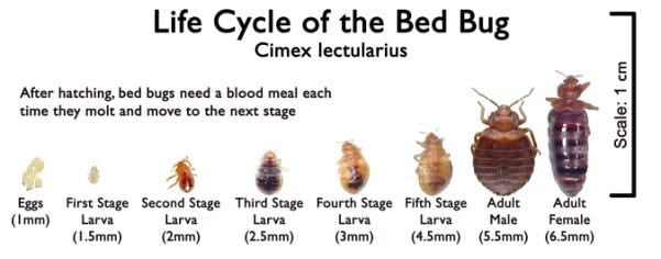 How to Prevent Bed Bugs from Jumping on You?