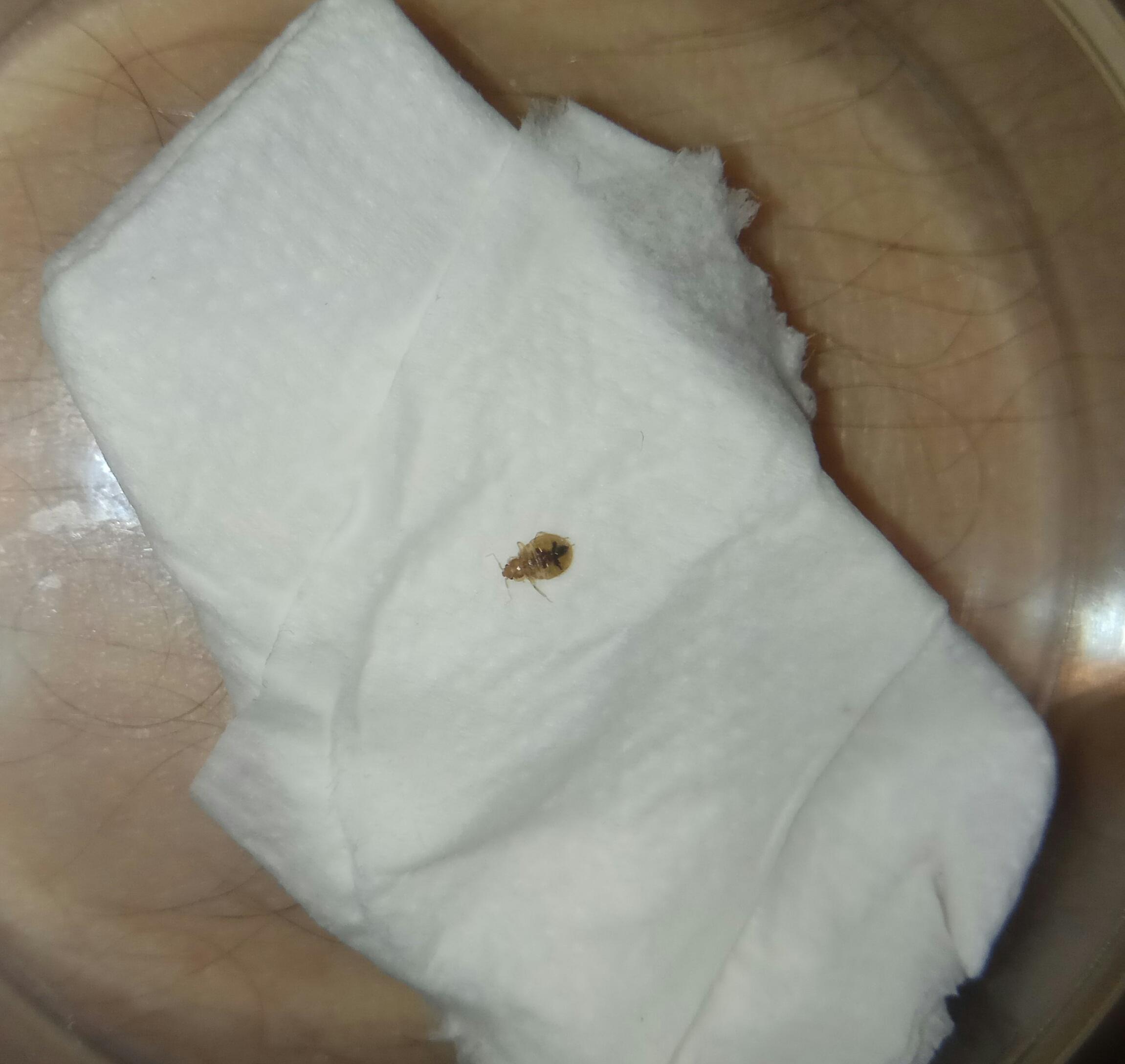 How to Shower After Bed Bugs?