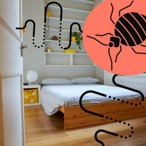 How to Stop Bed Bugs from Spreading to Other Rooms?