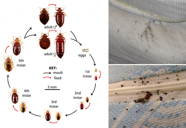 How to Stop Bed Bugs?