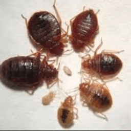 How to Treat a Leather Jacket for Bed Bugs?