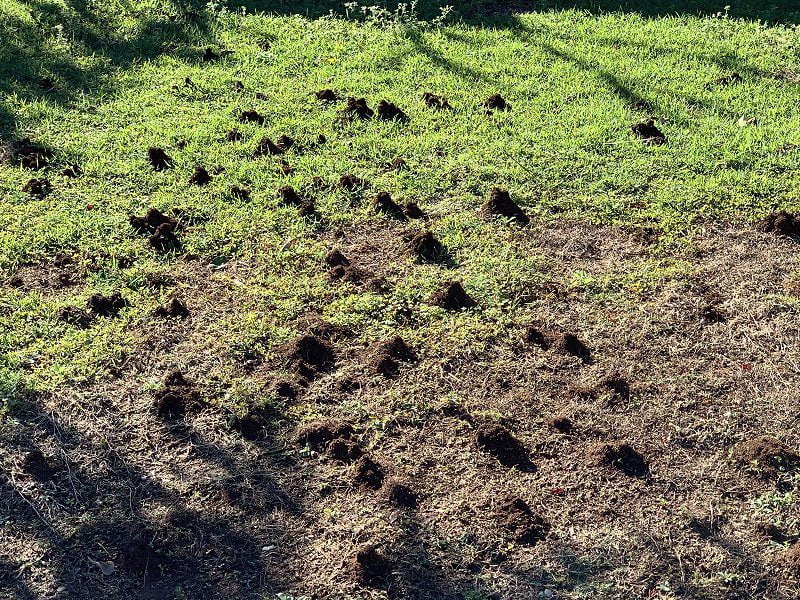 How to Treat Ant Infestation in Yard