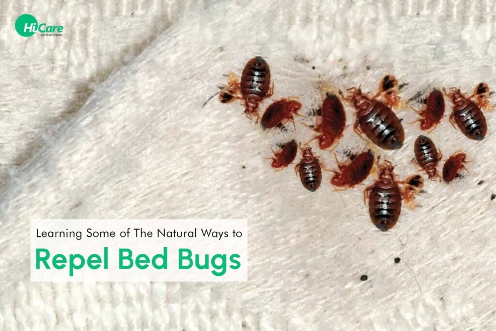 How to treat for bed bugs naturally 
