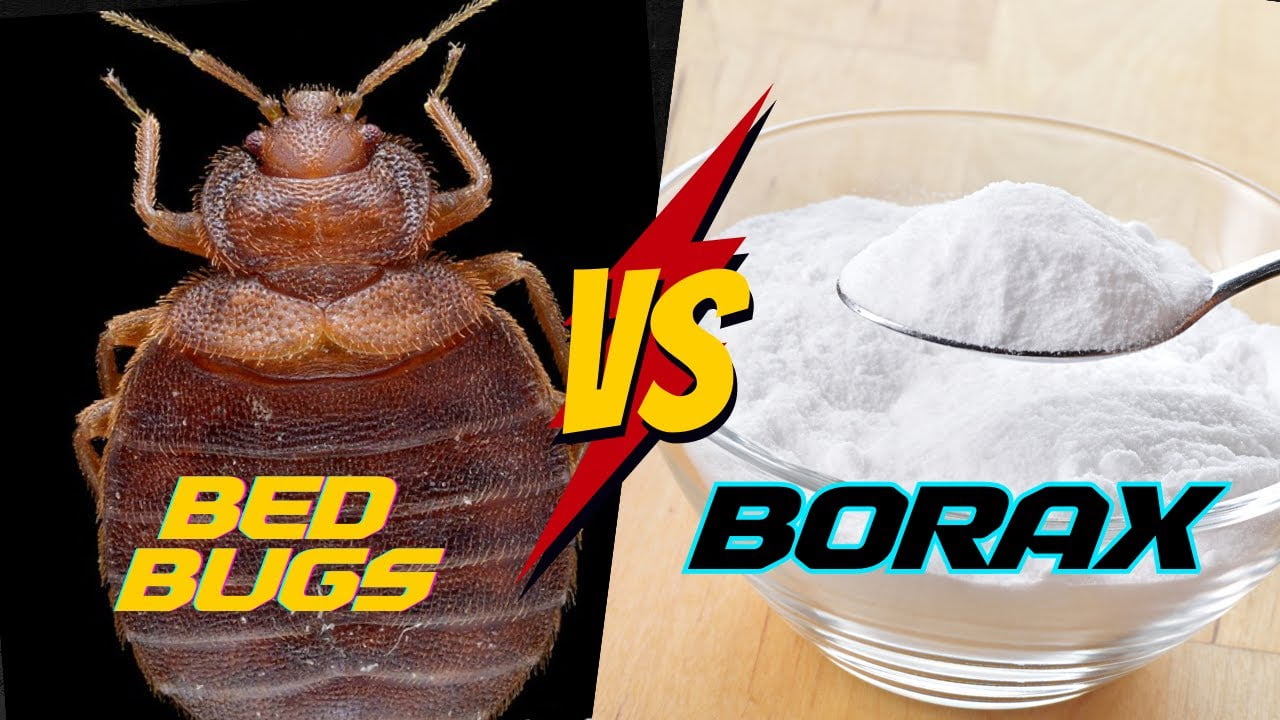 How to Use Borax to Kill Bed Bugs?