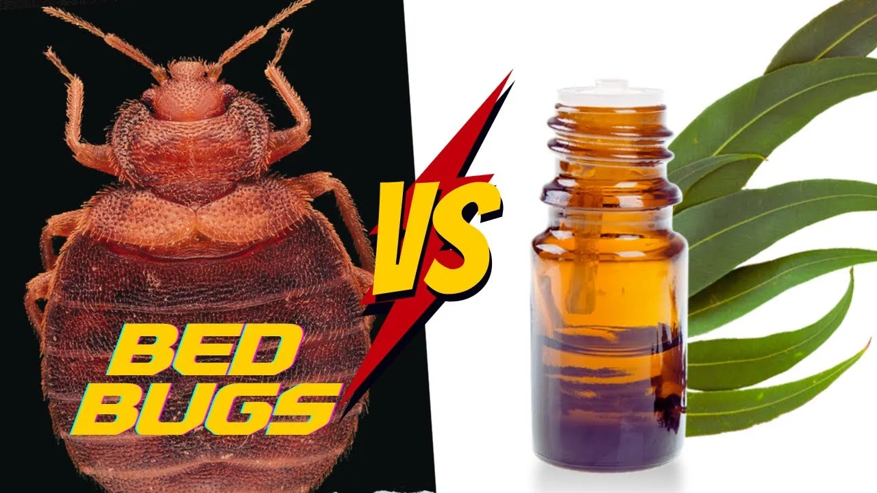 How to Use Eucalyptus Oil for Bed Bugs?