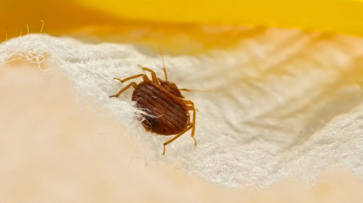 How to Use Rubbing Alcohol to Kill Bed Bugs?