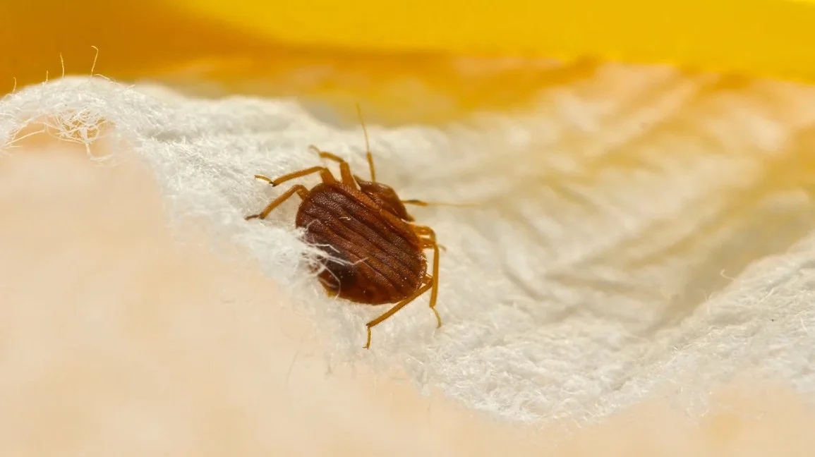 How to Use Rubbing Alcohol to Kill Bed Bugs?