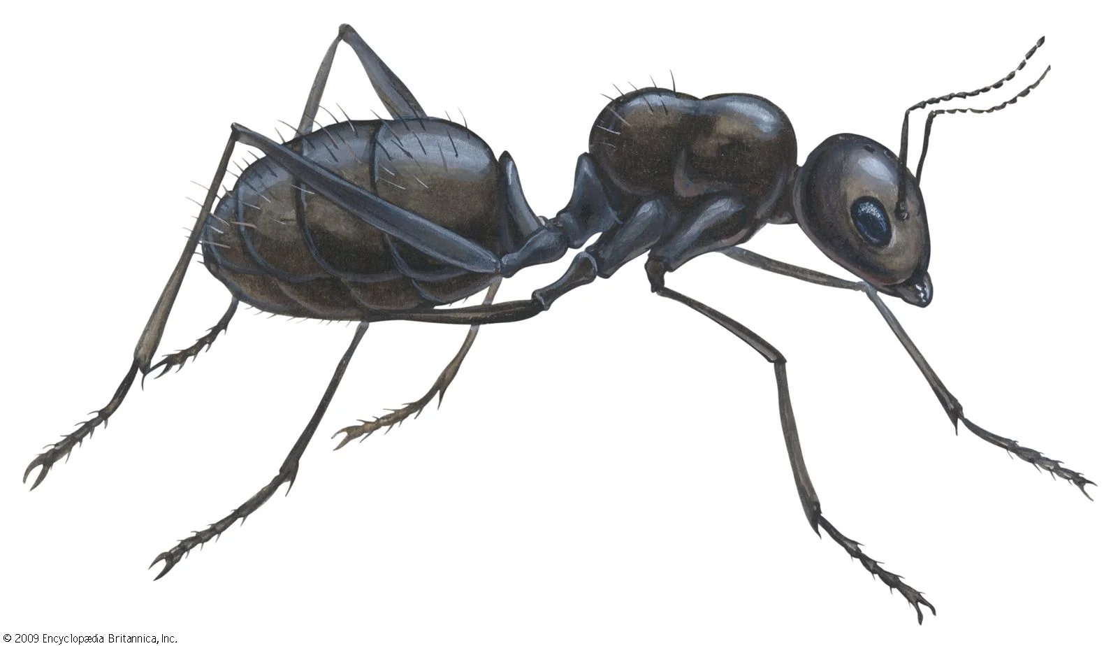 is ant an animal Is Ant an Animal