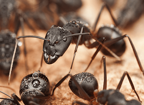 Is Ant Harmful?